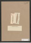 Navicula radiosa var. dubravicensis Grun. (de-Toni-Nr.: Genus 1, Species 104) Zeichnungen Sammlung Grunow Nr. 281 (NHMW-BOT-W0366545)